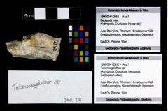 Foto (Objekt + Etikett) von Tuberosagalathea sp.  (NHMW-GEO-1990-0041-2952)